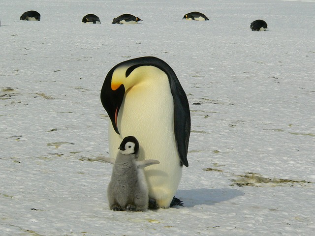 penguins 429134 640